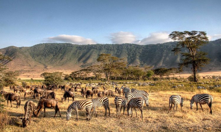 Tanzanian Safari Experience